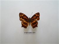 藏品(散紋盛蛺蝶)的圖片